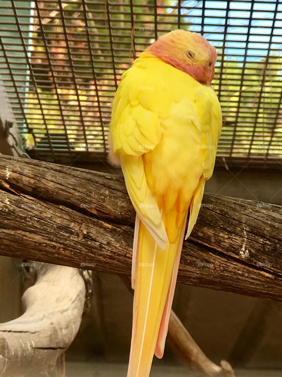 Yellow south Australian Princess if Wales Parakeet in aviary 