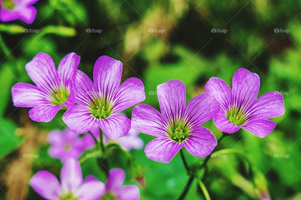 The oxalis debilis flowers, pink-sorrel or pink flower