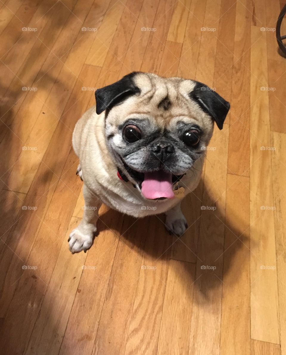 Happy pug waiting for a snack