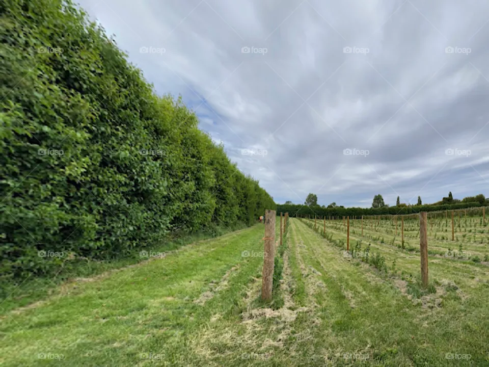 Grass Wall and Wild Garden