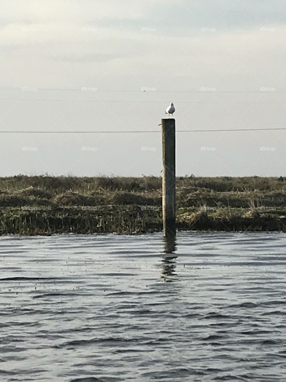 Bayou seagull 