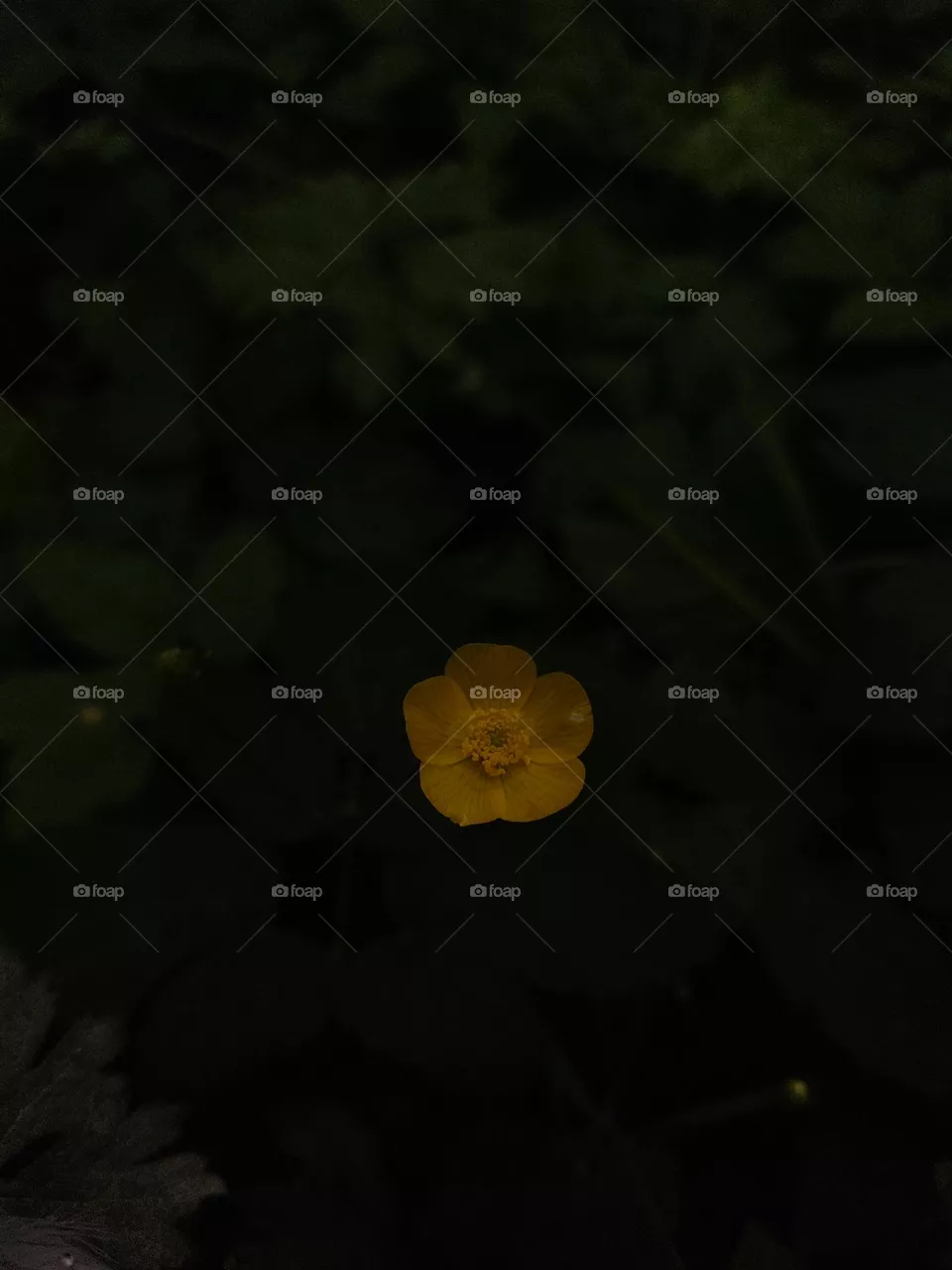 yellow flower