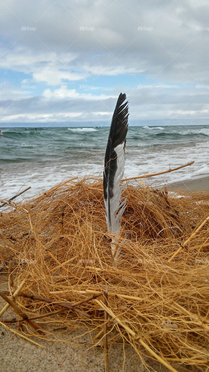 Feather find on the beach of the big lake