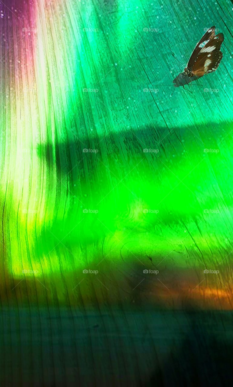 rainbow butterfly