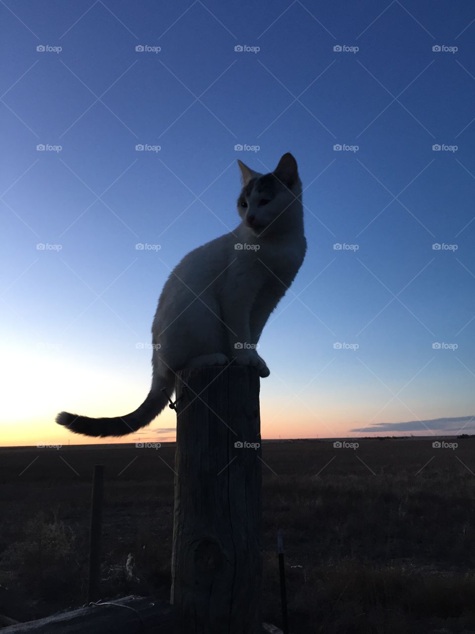 Barn cat sitting on a post