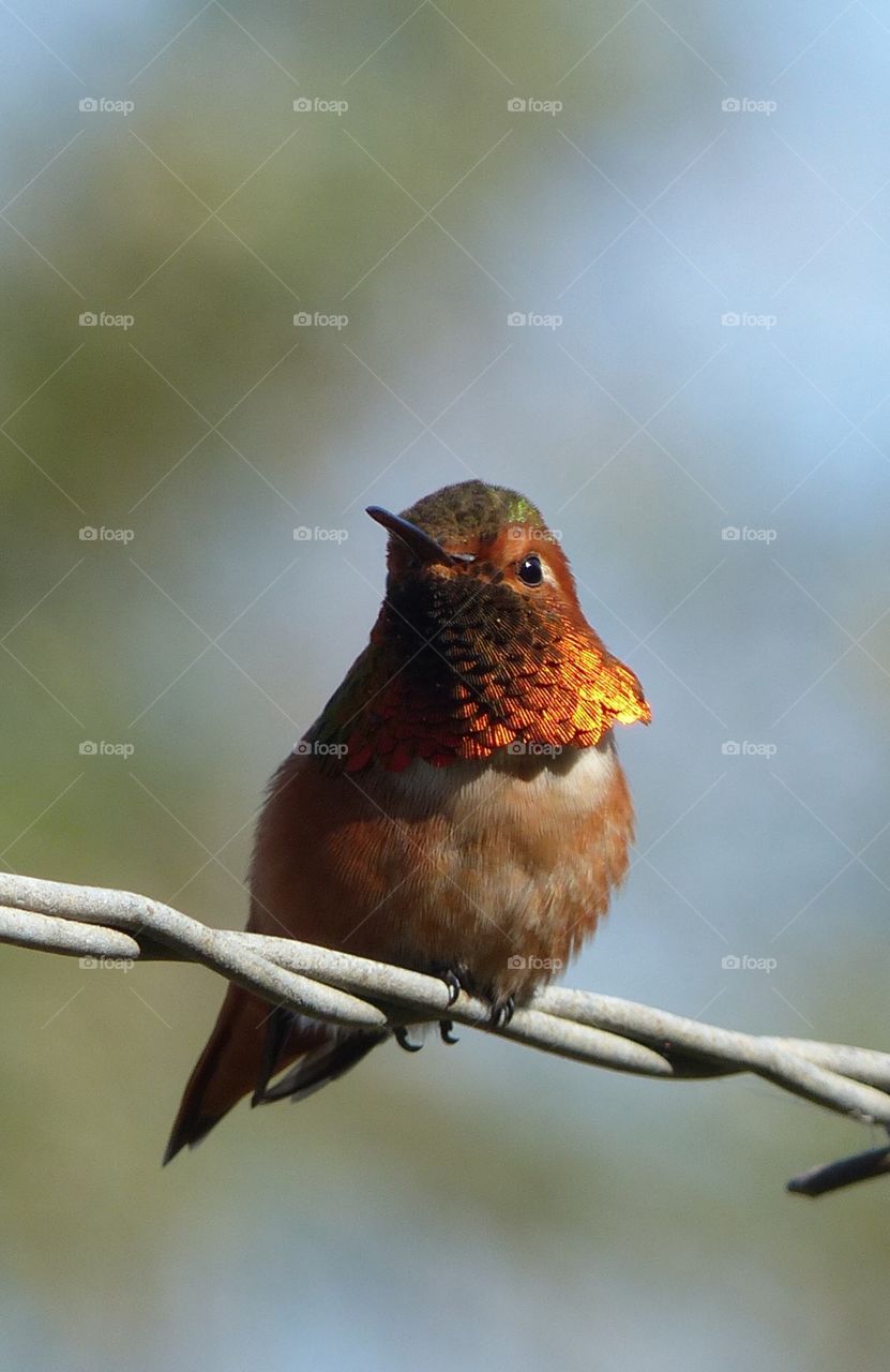 Ruby throat hummingbird 