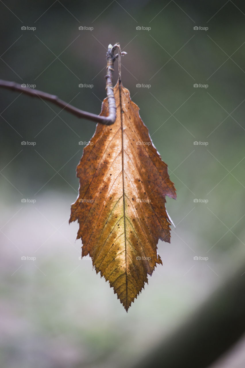 Last leaf on the branch 