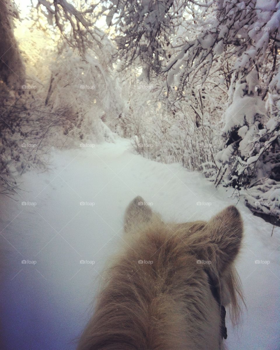 Snowy ride on white horse