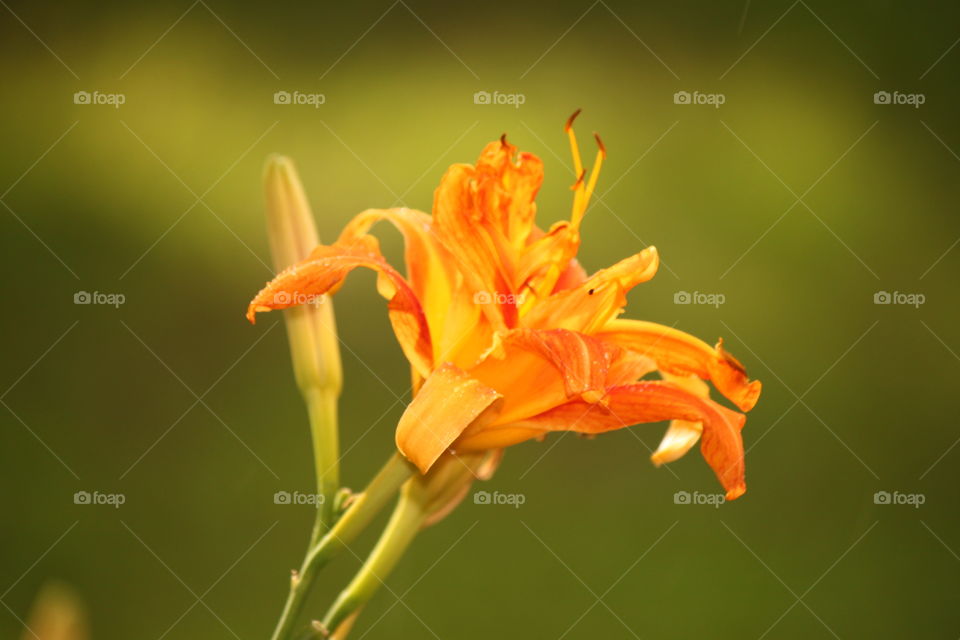 Orange day lily in blooming at outdoors