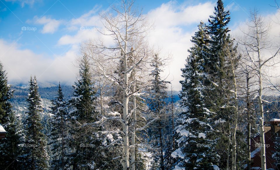 Winter trees- pine trees with snow