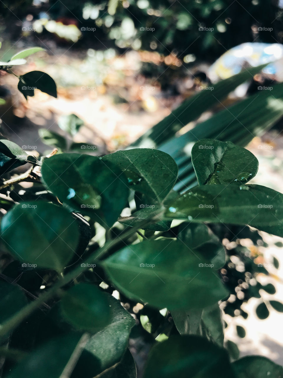 The leaves in the garden 