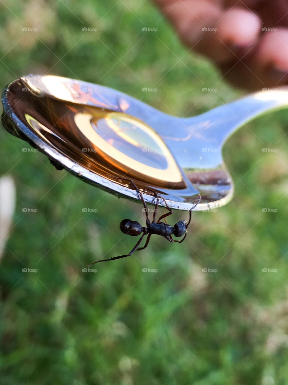 Worker ant on edge of spoon