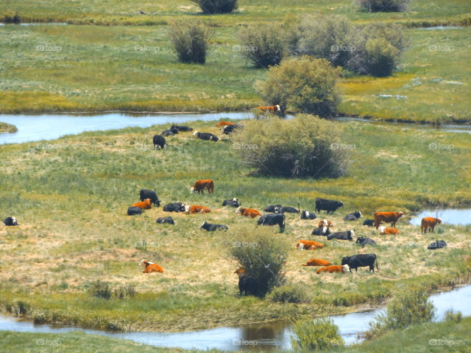 Cattle on the Prairie