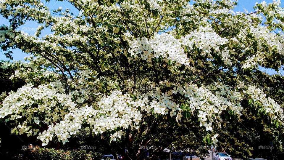 summer beauty. bloom. sky