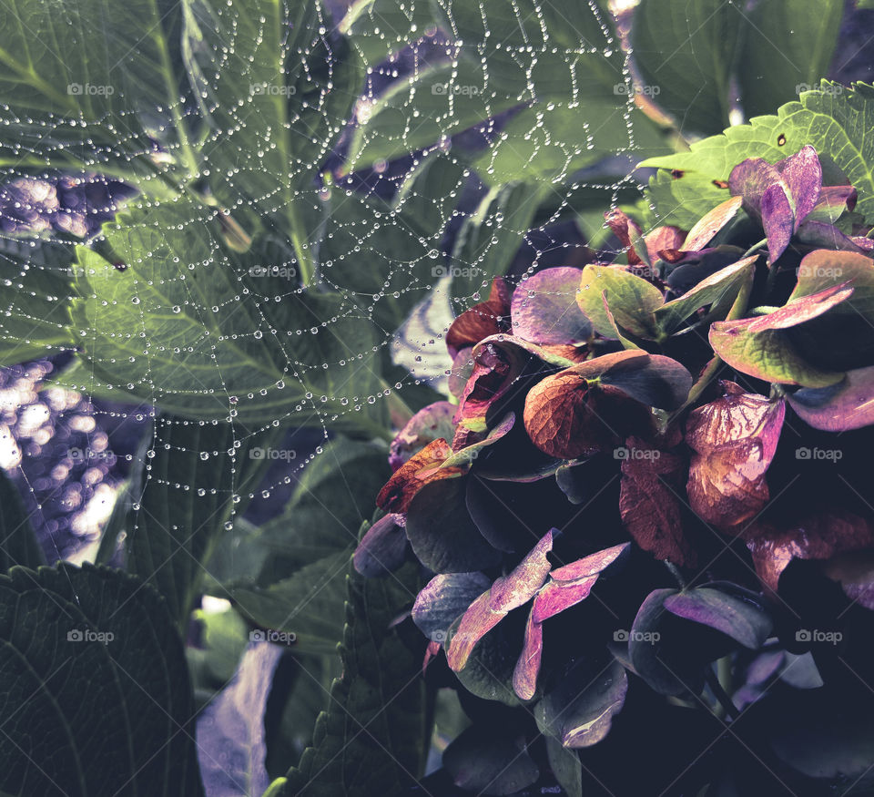hydrangeas in the fall