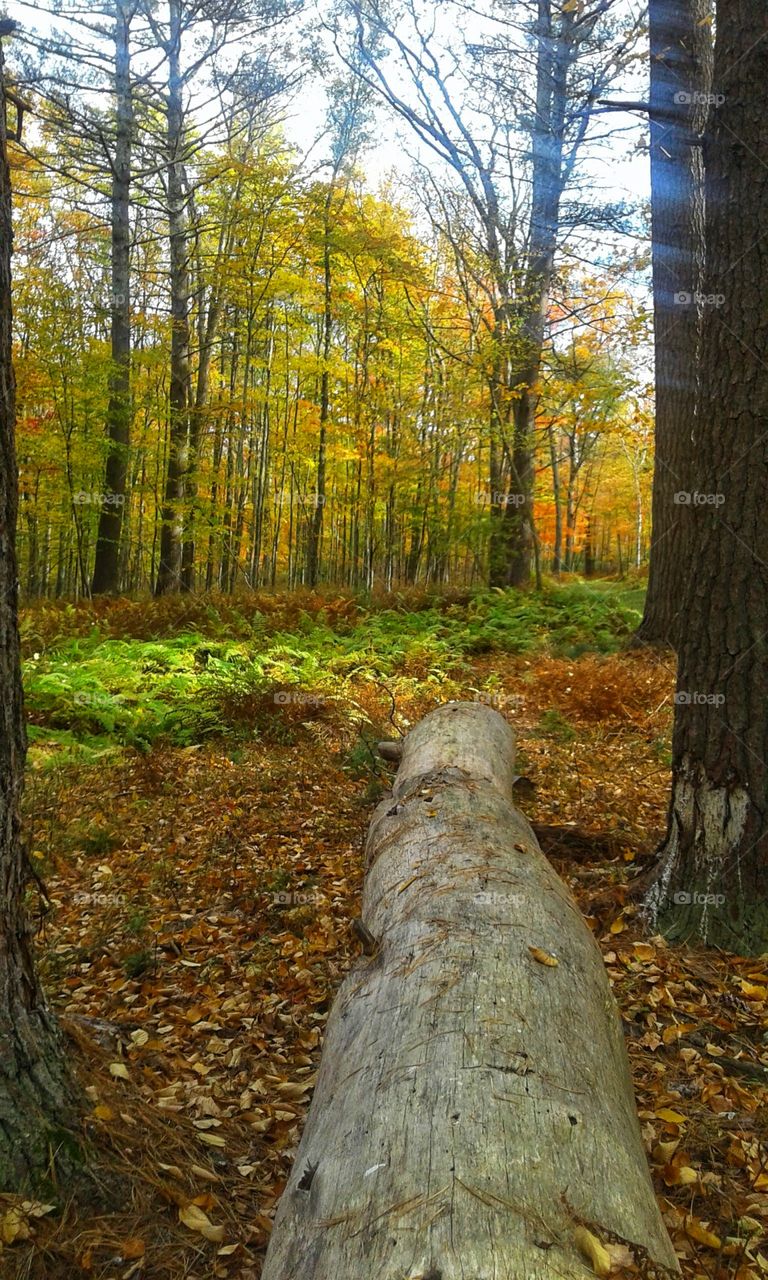 autumn wood quabbin resivor