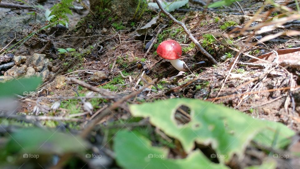 Nature, Leaf, Wood, Flora, Environment