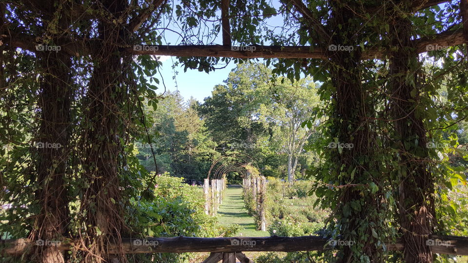 View of Rose Garden