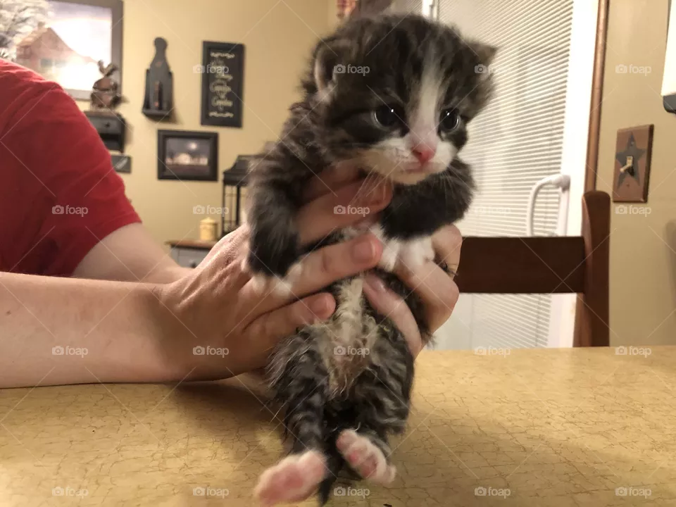 Rescue baby, Simon