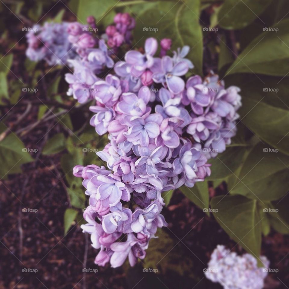 Pretty Lilac