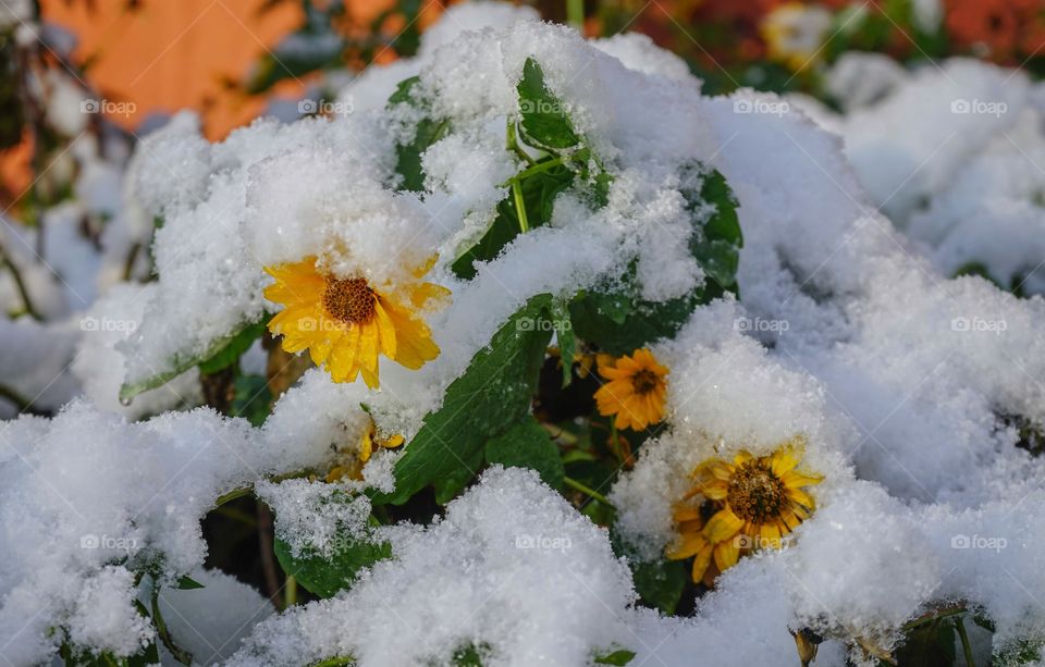 flower and snow