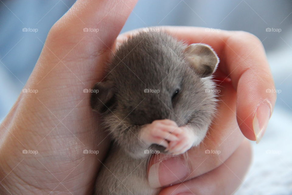 baby rat