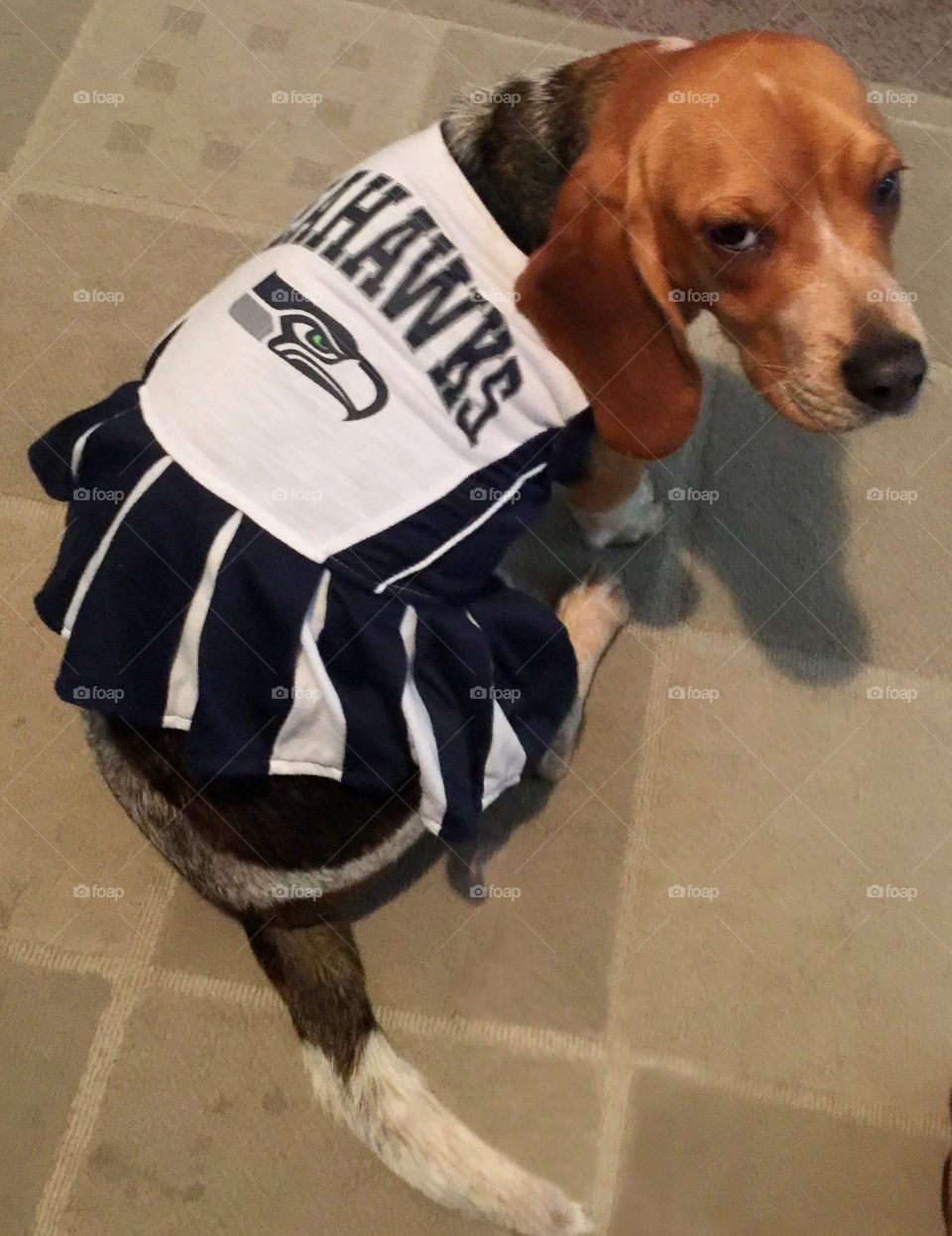 Ginger wearing her Seahawks cheerleading outfit 