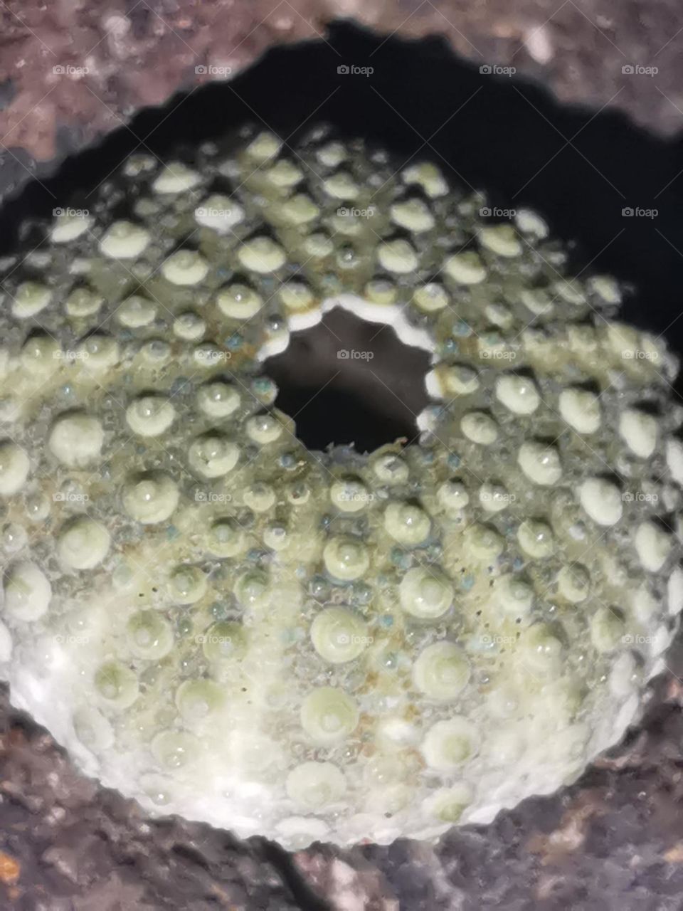 micro de una caracola en gran canaria Playa Arinaga gran canaria