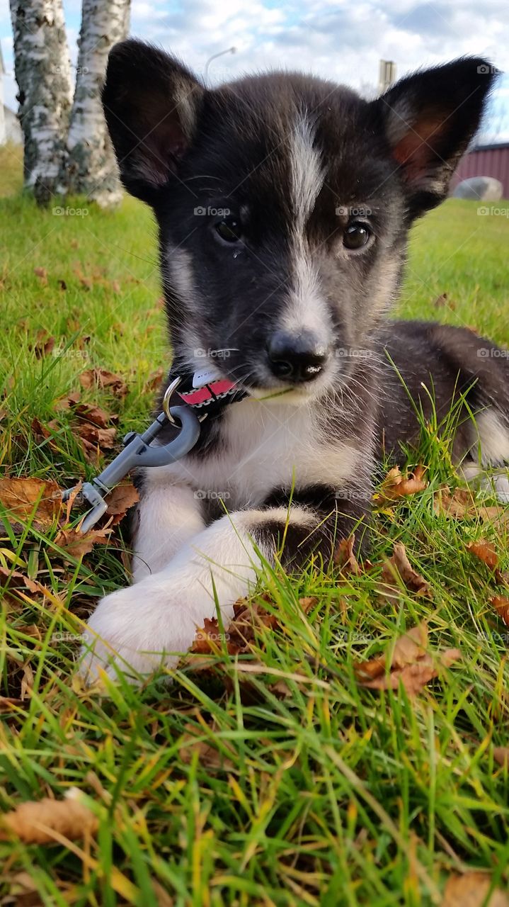 Puppy portrait