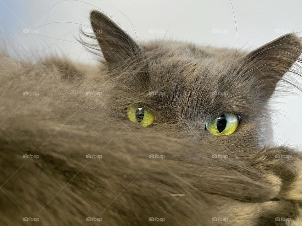 A grey cat looking through the fur of her tail