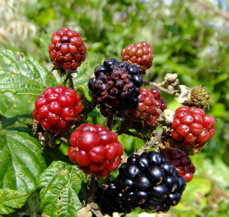 Blackberries 