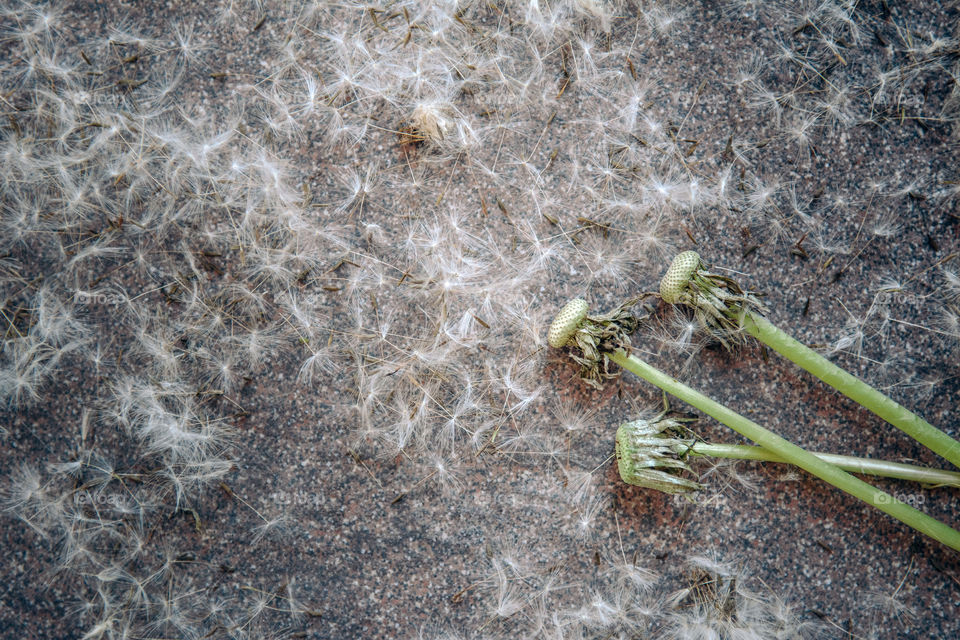 Dead dandelion on ground