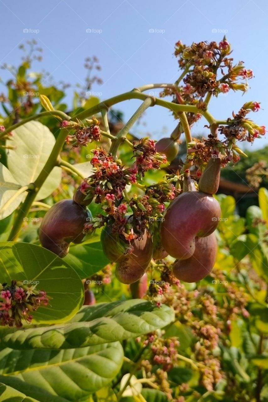 Beautiful Cashew nuts three, Cashew nuts Picture