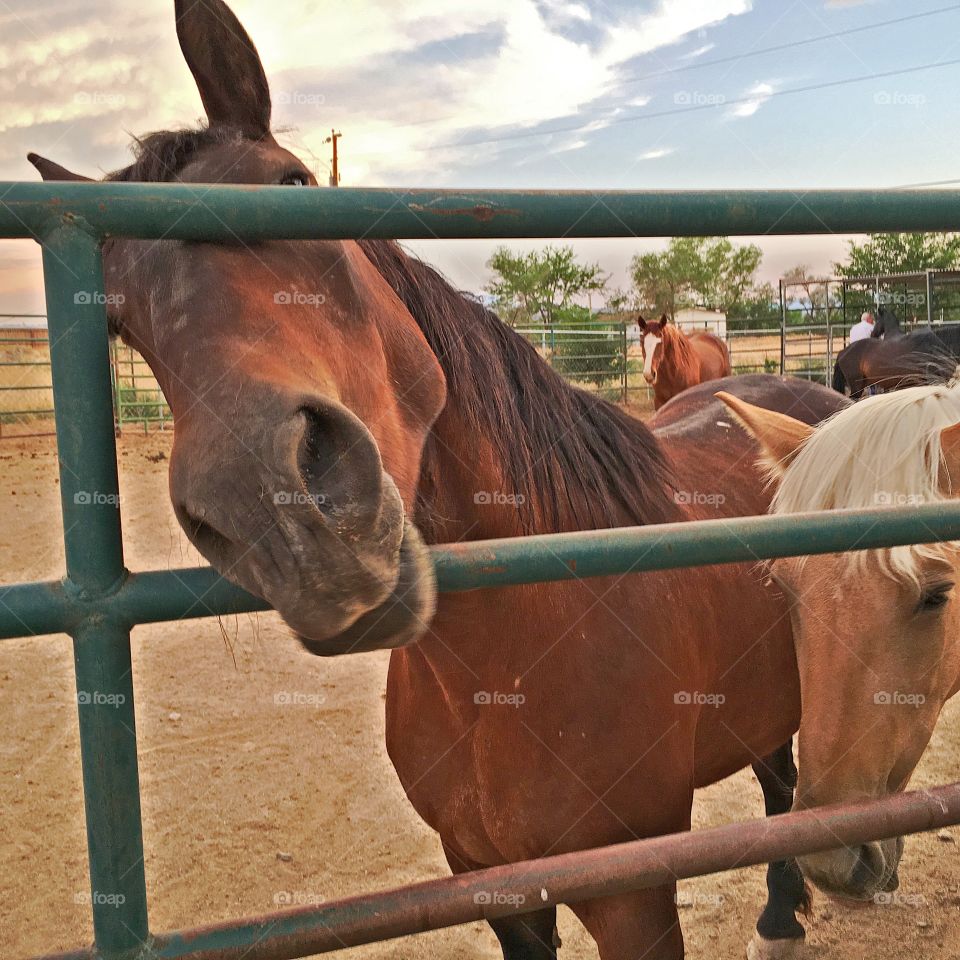 Horse poking head through corral bars on Nevada ranch 