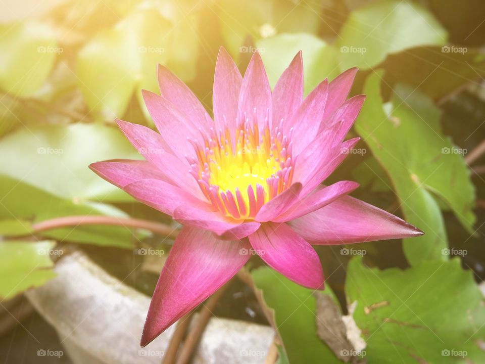 Shine bright light on a lotus flower 