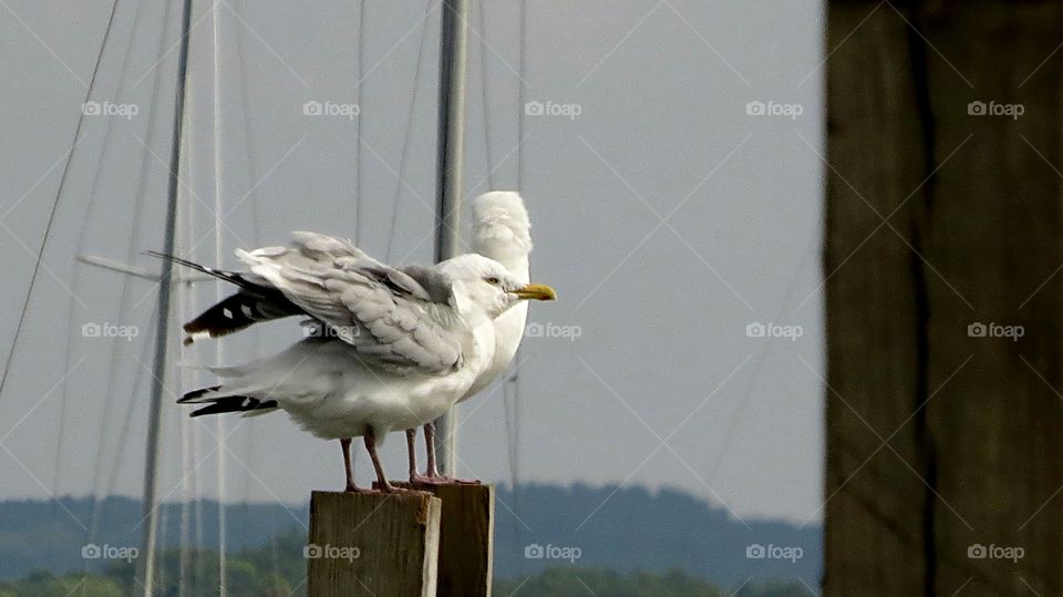 Seagull on the docks