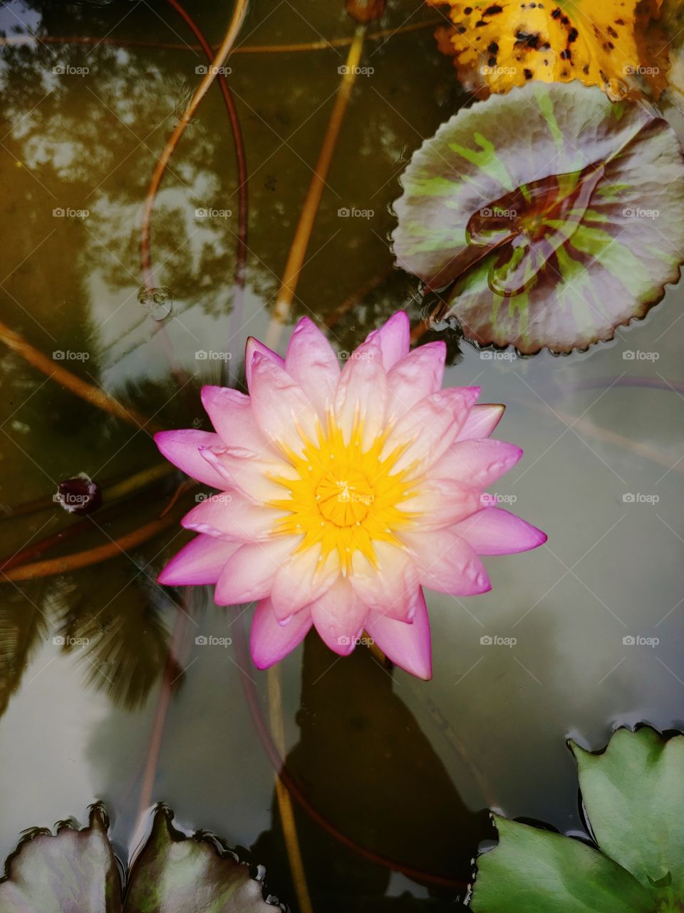 Pink water lily pond plant