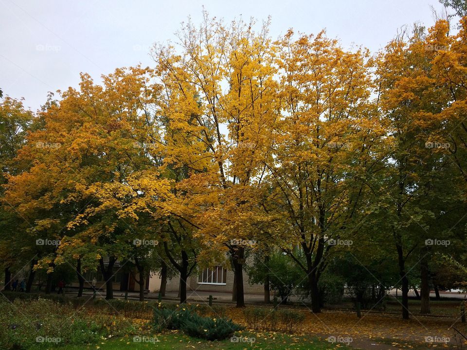 Просто чарівно та красиво , осінь дарує багато барвів усім .