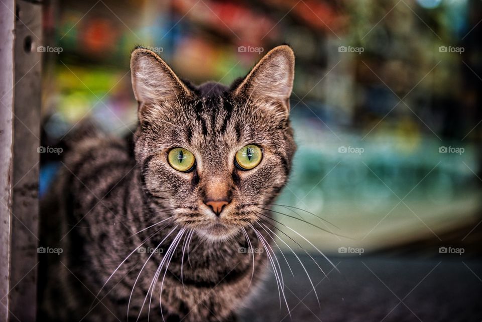 Close-up of tabby cat