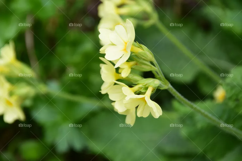 Forest cowslip