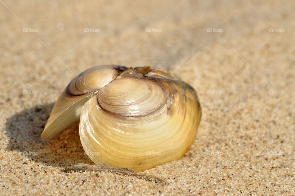 seashell on the beach on the Baltic sea coast in Poland