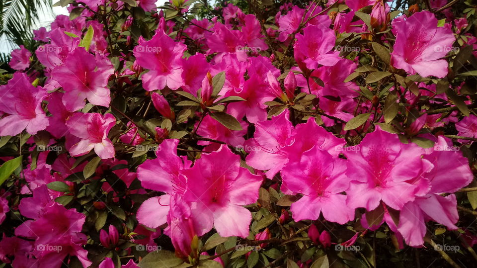 BUSH Rhododendron simsii Planch.