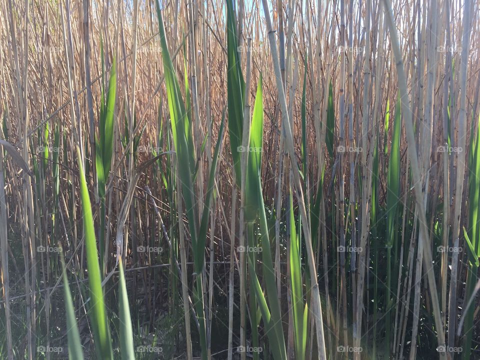 Green color story 
Tall grass
Meridian Park 