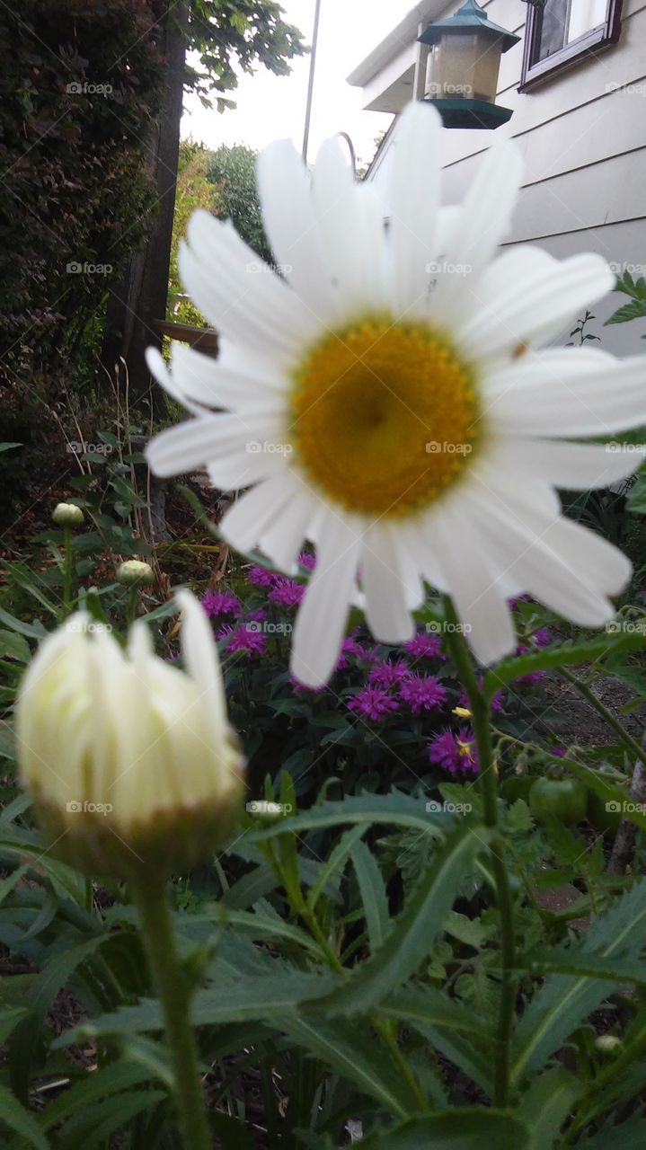 Daisy. A daisy from our garden.