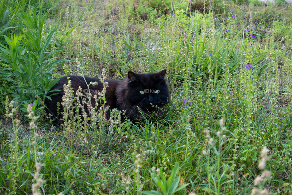 A black domestic cat rests amidst grasses and wild flowers. Waiting to pounce on dinner?
