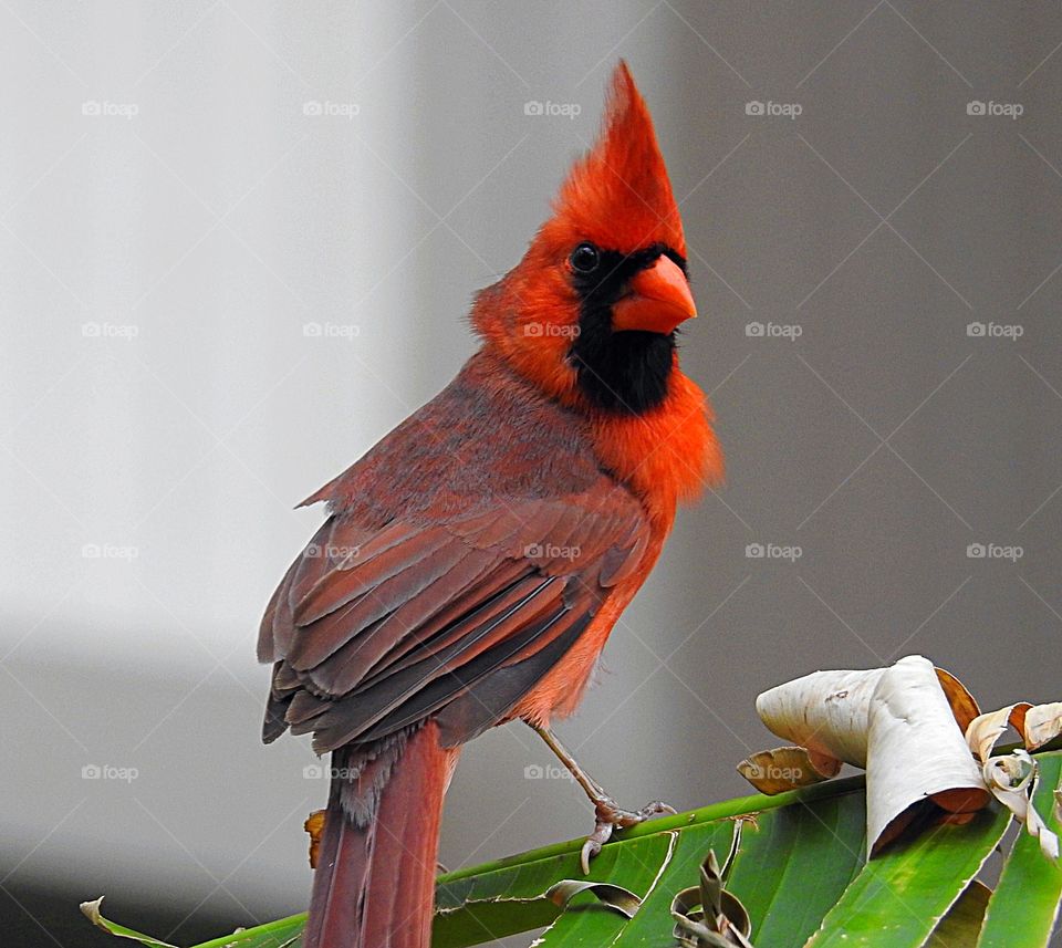 Northern Cardinal