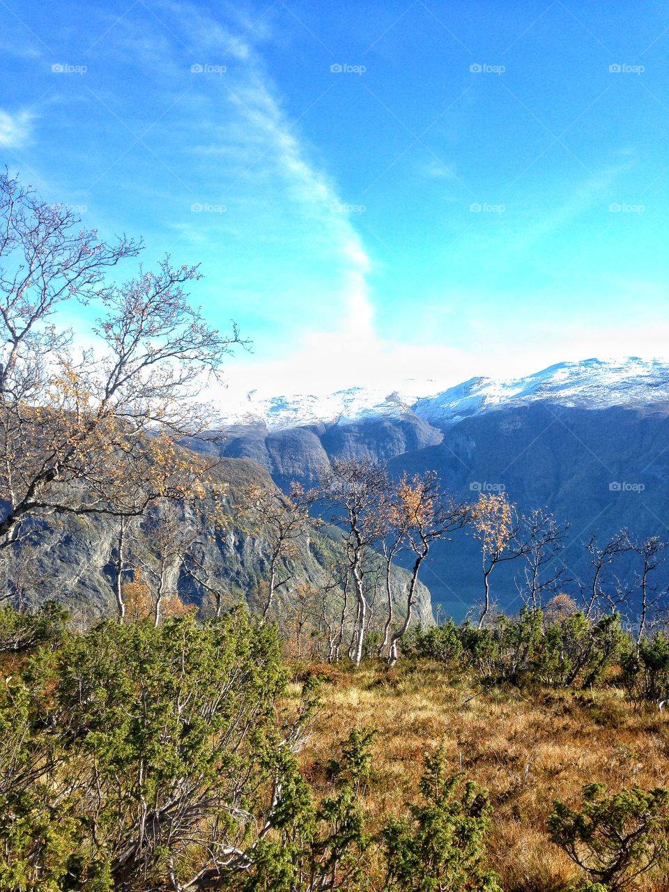 View of mountains and trees