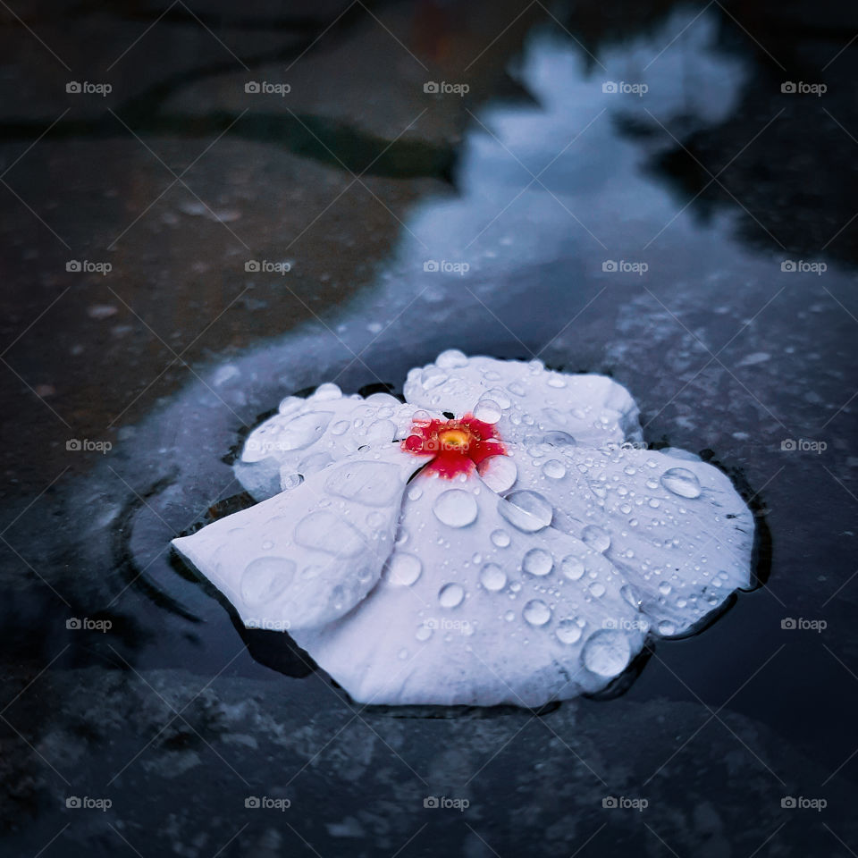 flower na agua