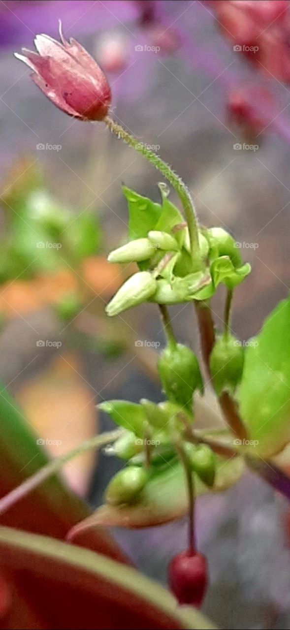 foap mission first signs of spring