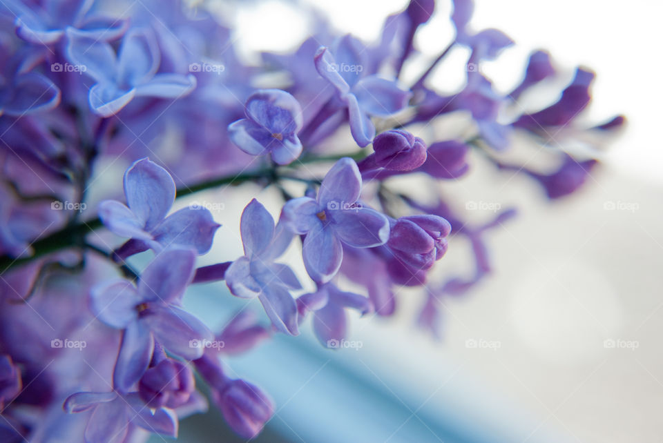 Summer Lilacs